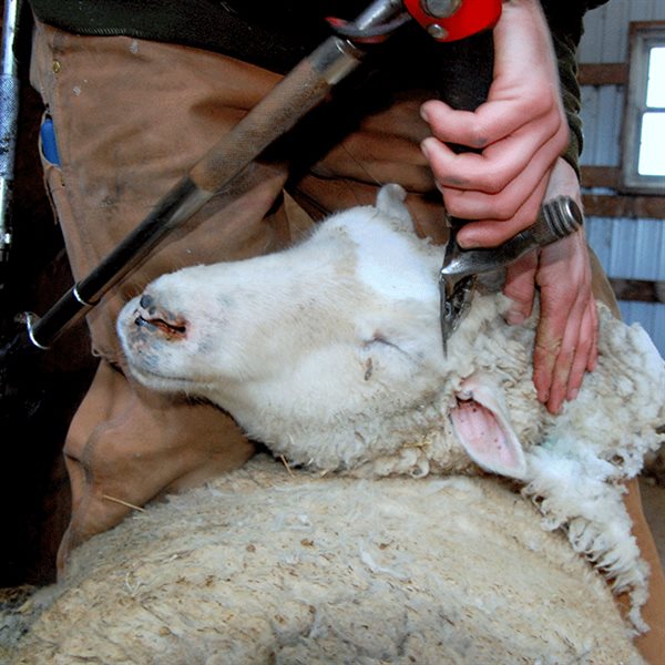 Shearing Machines